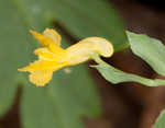 Yellow fumewort